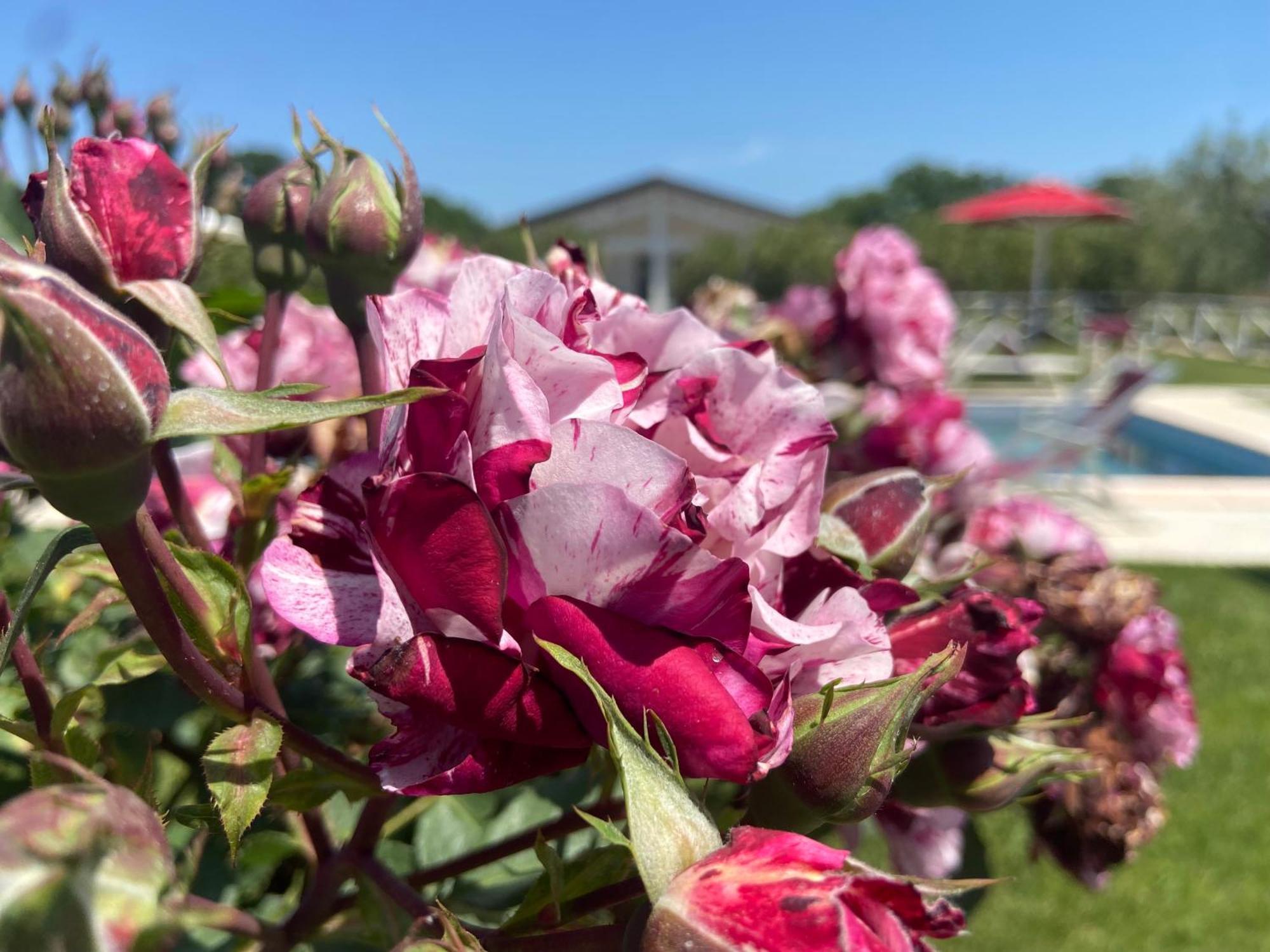 Agriturismo Re Di Fiori Donoratico Exteriér fotografie