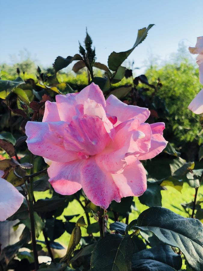 Agriturismo Re Di Fiori Donoratico Exteriér fotografie