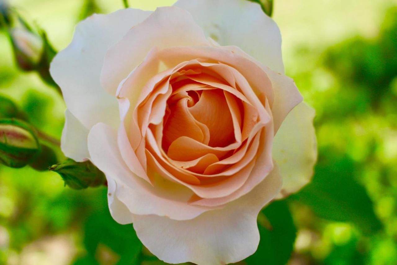 Agriturismo Re Di Fiori Donoratico Exteriér fotografie